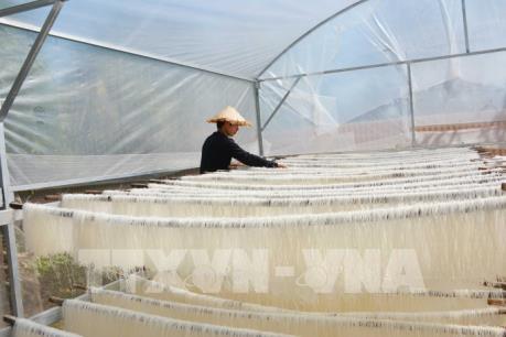 Xuân về ở làng nghề sản xuất miến