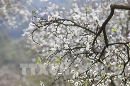 Hoa mận Mu Náu khoe sắc giữa cao nguyên Mộc Châu