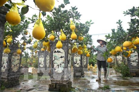 Quất, bưởi Văn Giang sẵn sàng cho Tết Nguyên đán Canh Tý 2020