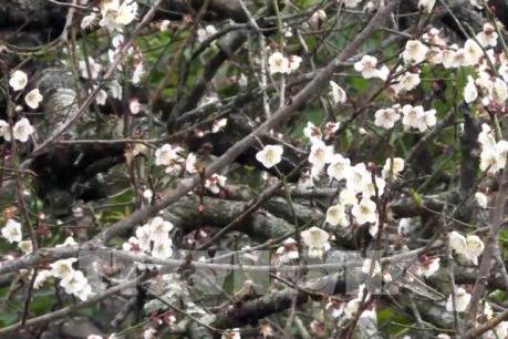 Hoa mơ nở trắng cao nguyên Mộc Châu