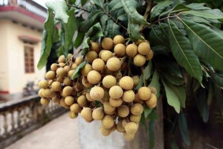 Nhãn "tiến vua" đua ra thế giới