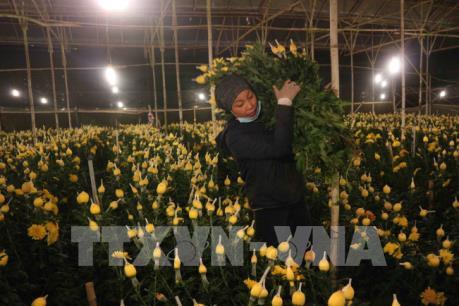 Hoa Đà Lạt "rục rịch" tăng giá