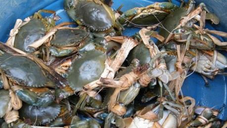 Nuôi cua biển cho lãi cao