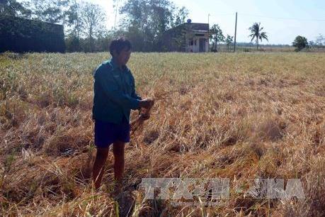 Bến Tre đang áp dụng nhiều biện pháp ứng phó hạn mặn gay gắt