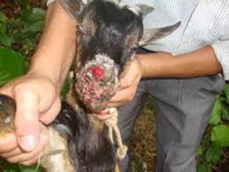 Hàn Quốc phát hiện kháng thể của virus gây lở mồm long móng ở gia súc