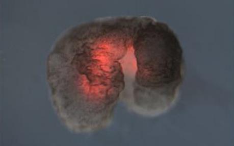 Mỹ phát triển "robot sống" từ tế bào sinh vật