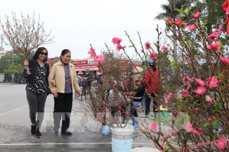 Hà Nội: Thị trường đào, quất nhộn nhịp đón Tết Canh Tý 2020