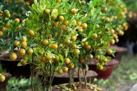 Gợi ý những món quà Tết tặng cha mẹ đầy ý nghĩa