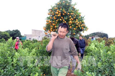 Đắt hàng quất cảnh đón Tết