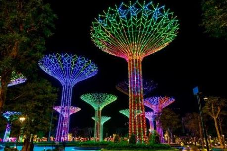 Du Xuân mãn nhãn với 1.000 gốc mai quý hiếm giữa lòng Sài Gòn