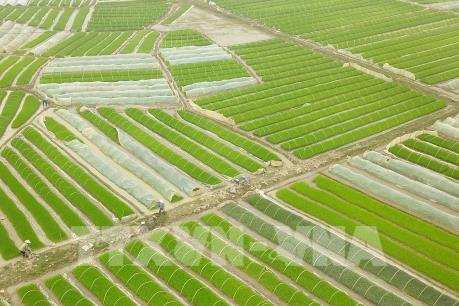 Trên 43% diện tích khu vực Trung du và Đồng bằng Bắc bộ đã có nước gieo cấy