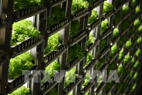 Nông trại thẳng đứng "lên ngôi" tại Nhật Bản