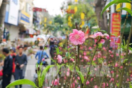 Những địa điểm chợ hoa xuân dịp Tết Tân Sửu 2021 ở Hà Nội