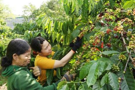 Quảng bá cà phê Việt Nam ra thế giới