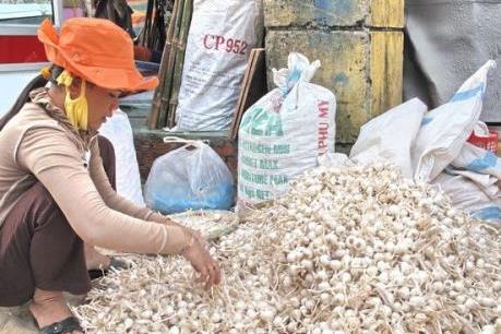 Lý Sơn còn khoảng 700 tấn tỏi trong dân chưa tiêu thụ