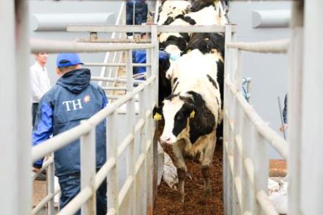 Tập đoàn TH đón gần 1.600 con bò sữa nhập khẩu từ Mỹ