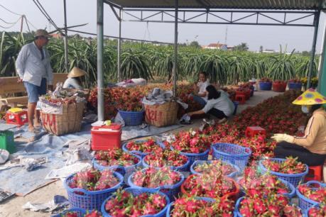 Dịch do virus Corona: Thanh long rớt giá do không xuất khẩu được