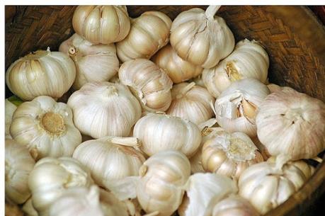 Ai Cập ngừng ký các hợp đồng nhập khẩu tỏi mới