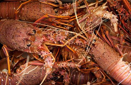 Tôm hùm Australia bị ùn ứ vì dịch virus Corona