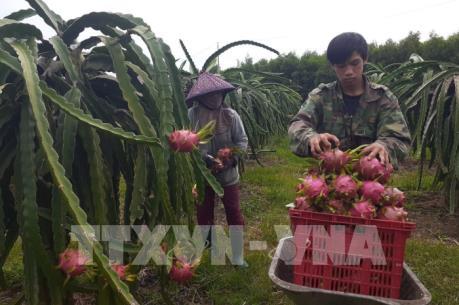 Tìm kiếm thêm thị trường tiêu thụ chính ngạch cho trái thanh long