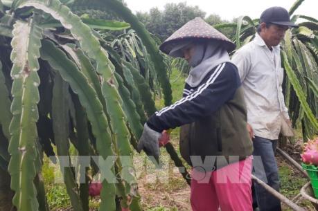 Dịch do virus Corona: Tìm giải pháp tiêu thụ trái cây