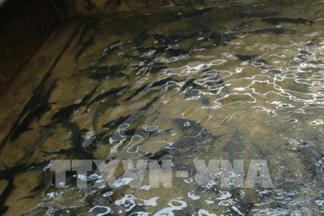 Làm giàu nhờ mô hình nuôi cá hồi trên đỉnh núi