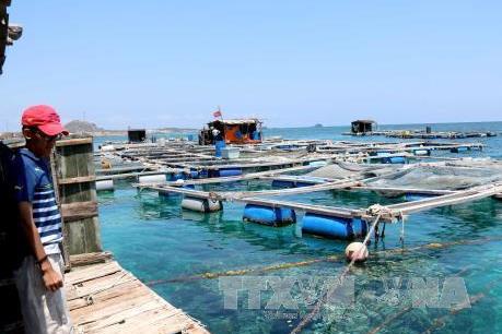 Hết tháng 6, Bà Rịa-Vũng Tàu sắp xếp xong các cơ sở nuôi thủy sản lồng bè