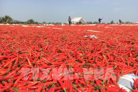 Thông tin Trung Quốc cấm nhập khẩu ớt từ Việt Nam là không chính xác