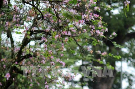 Dịu dàng mùa hoa ban tháng 2