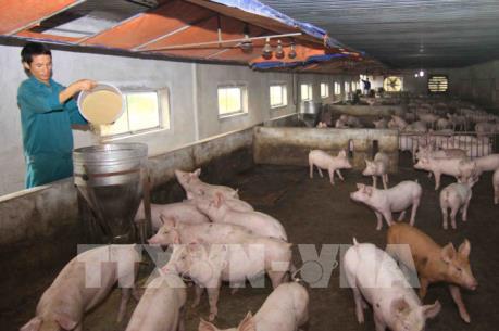 Việt Nam và Hoa Kỳ hợp tác nghiên cứu vắc xin dịch tả lợn châu Phi