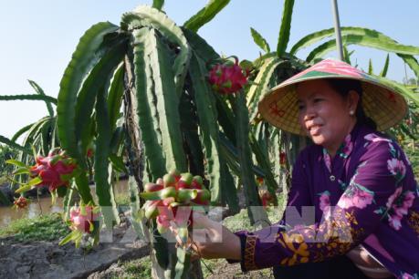 Nhật Bản hỗ trợ Đồng Tháp 55.000 USD phát triển nông nghiệp hữu cơ