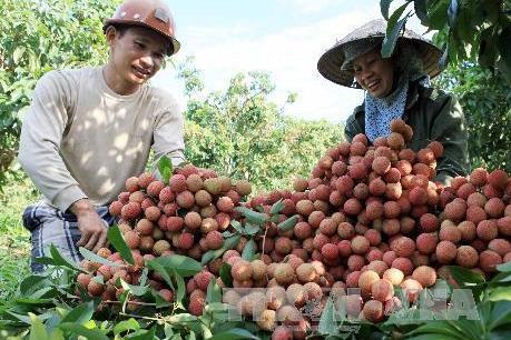 Chuẩn bị các điều kiện để xuất khẩu vải quả tươi sang Nhật Bản