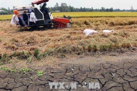 Hạn, mặn ảnh hưởng nghiêm trọng đến nông nghiệp và dân sinh