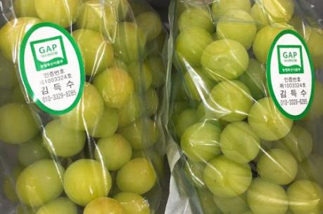 Việt Nam là thị trường nhập khẩu nho lớn nhất của Hàn Quốc