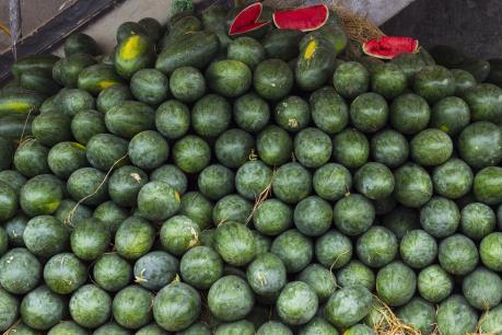 Sacombank hỗ trợ nông dân tiêu thụ dưa hấu