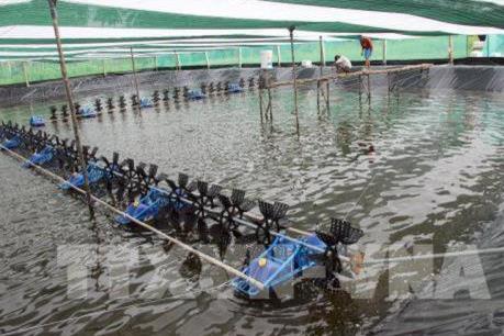 Giá tôm sú oxy tăng “nóng” tại Bạc Liêu