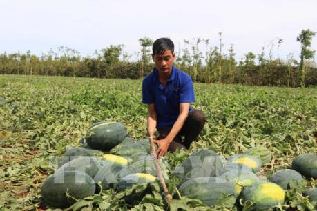 Dịch COVID-19: Quảng Ngãi chủ động tìm đầu ra cho dưa hấu