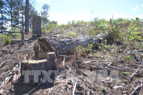 UBND huyện Đam Rông trả lời vụ phá rừng thông Phi Liêng và rao bán đất rừng