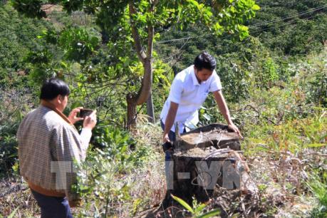 Lâm Đồng: Phi Liêng “nóng” tình trạng phá và rao bán đất rừng