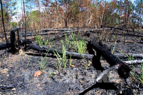 Khẩn trương điều tra, xử lý vụ phá rừng tại Vườn Quốc gia Bidoup - Núi Bà