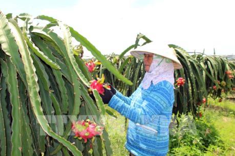 Dịch do virus Corona: Giá thanh long, mít Thái tăng trở lại