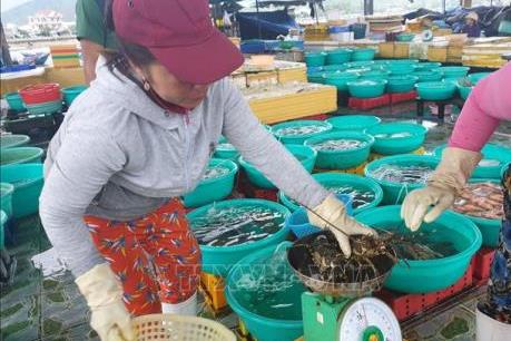 Tôm hùm Khánh Hòa khó tiêu thụ