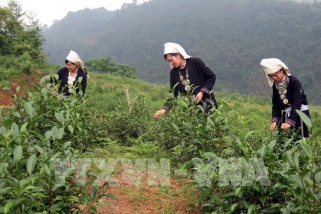 Phát triển thương hiệu chè Shan tuyết