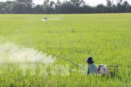 Nhiều diện tích lúa Đông Xuân bị ảnh hưởng do sinh vật gây hại