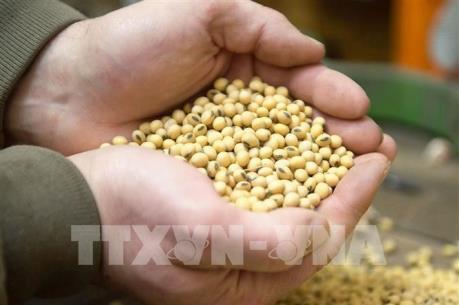 USDA nâng dự báo kim ngạch xuất khẩu của nông sản Mỹ sang Trung Quốc