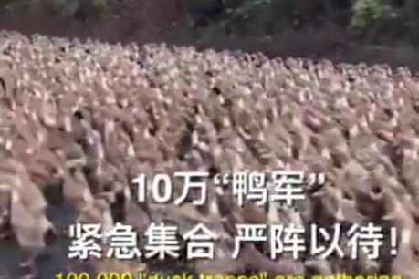 Đội quân 100.000 con vịt đón ‘bão’ châu chấu tại biên giới Trung Quốc