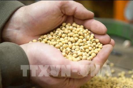 Thị trường nông sản biến động trái chiều trong tuần qua