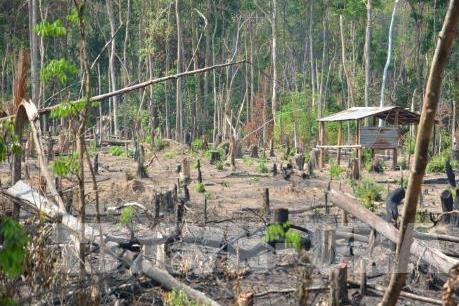 Gia Lai: Kiểm điểm trách nhiệm các tập thể, cá nhân để mất hàng nghìn ha rừng