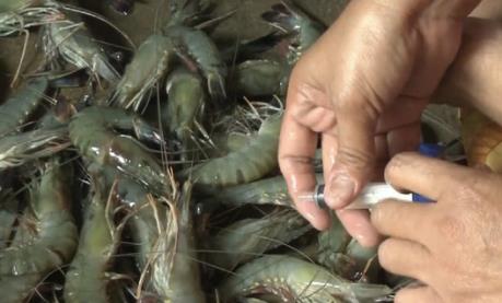 Phạt 70 triệu đồng với đối tượng thu gom, vận chuyển tôm chứa tạp chất