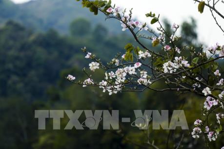 Sắc hoa Ban vùng cao Tây Bắc